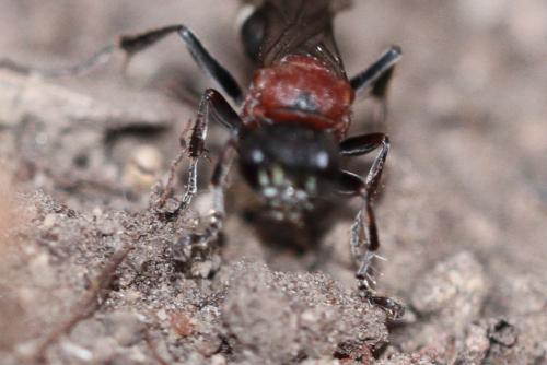 Oryttus concinnus